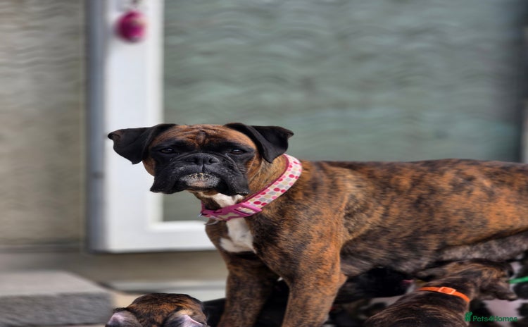 Boxer dogs - Advert 1