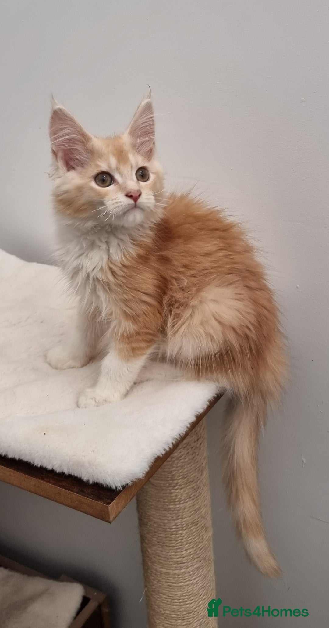 Maine Coon cats for sale: Pedigree Maine Coon Kittens for sale  - Image 28
