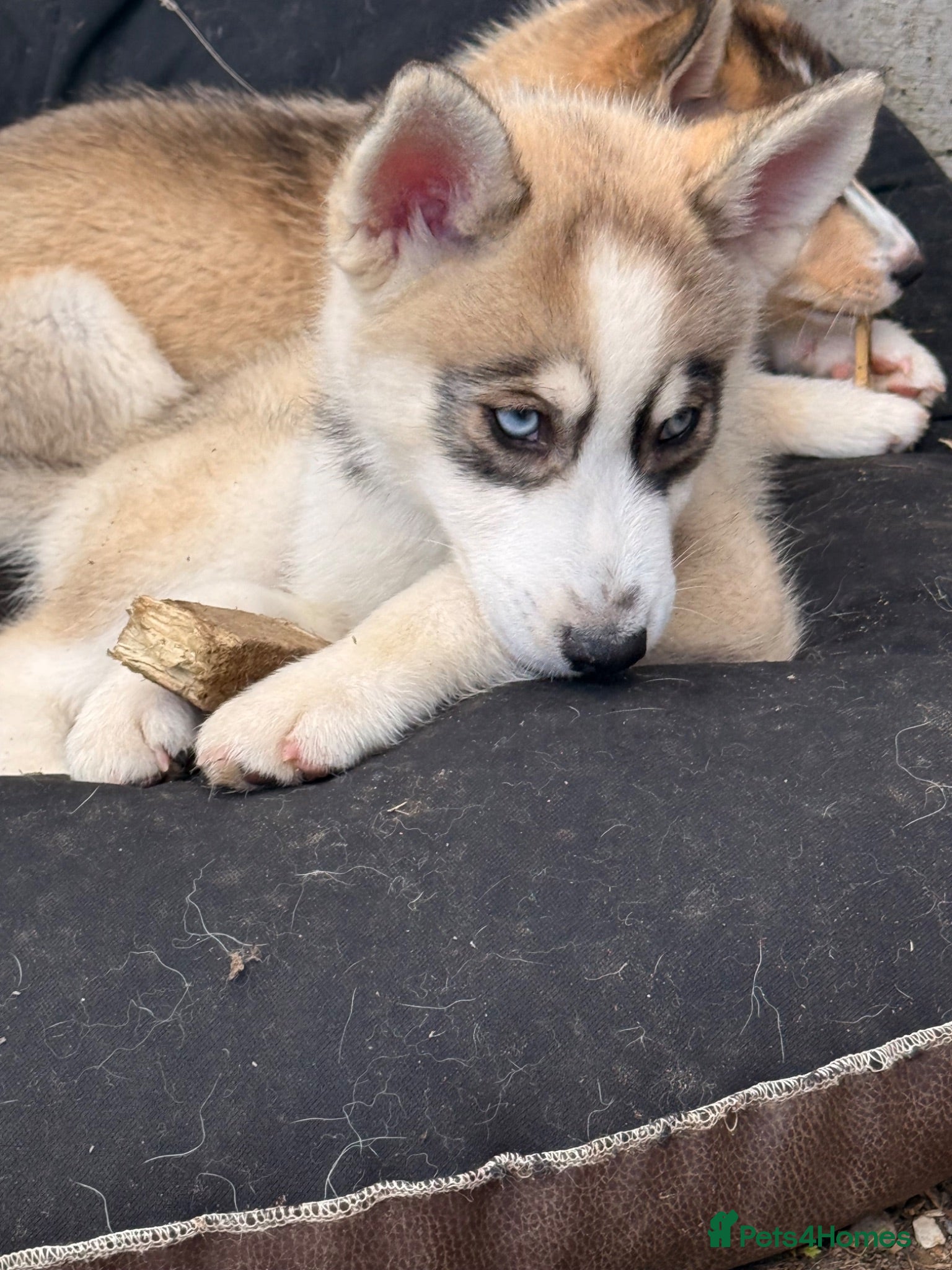 Pomsky dogs  3 Pomsky puppies left 1 boy 2 girls reduced  - Advert 2