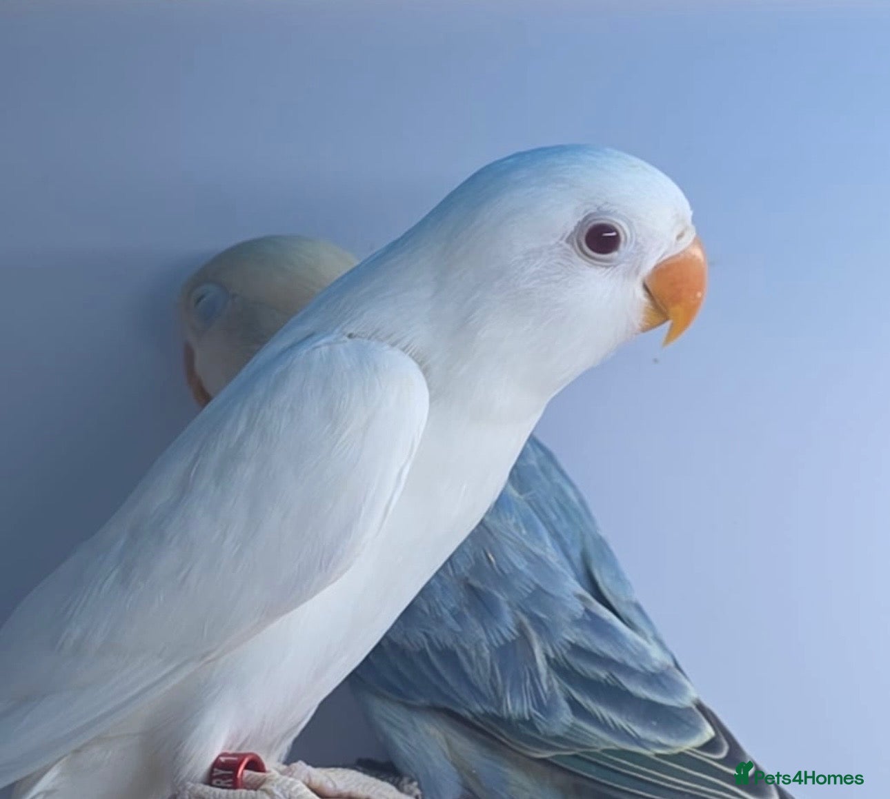 Lovebirds birds For Sale: Beautiful 6-month-old Albino Lovebird!  - Advert 1