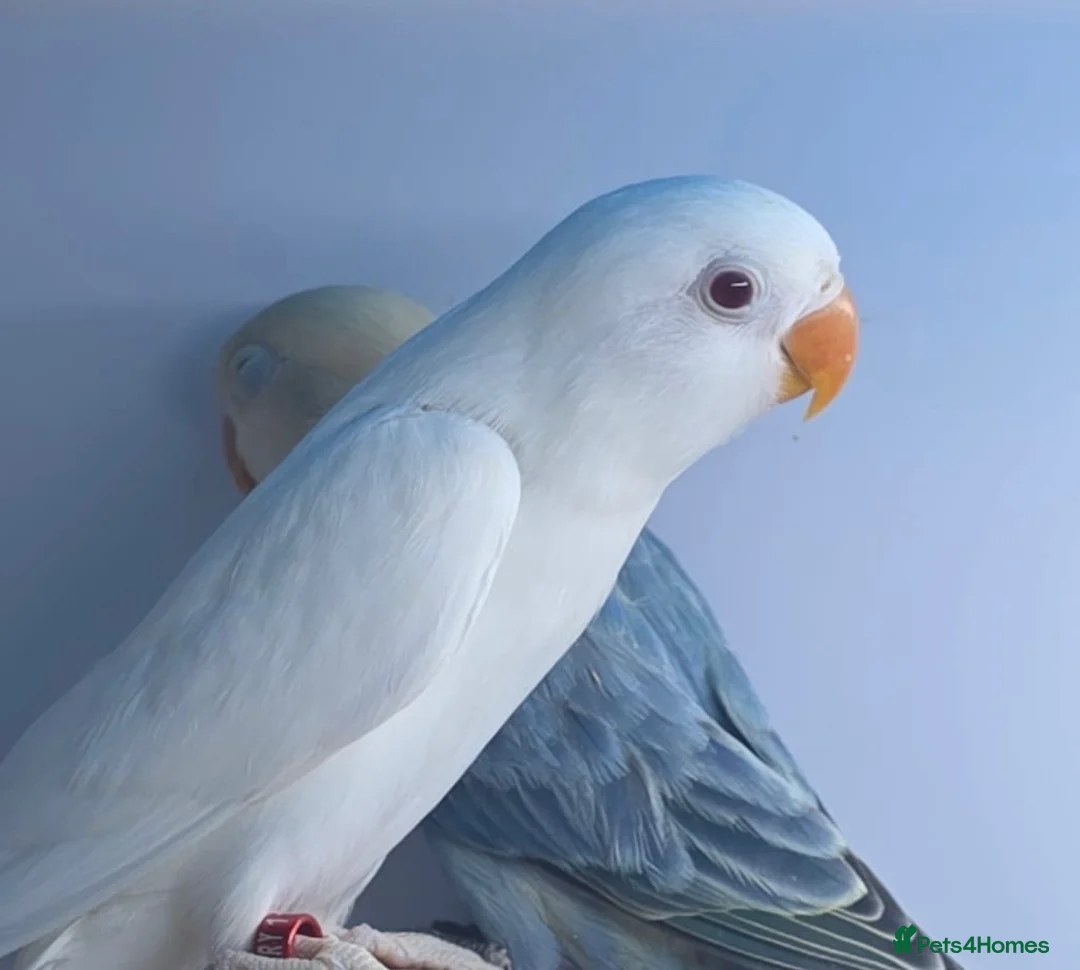 Lovebirds birds for sale: For Sale: Beautiful 6-month-old Albino Lovebird!  - Advert 1