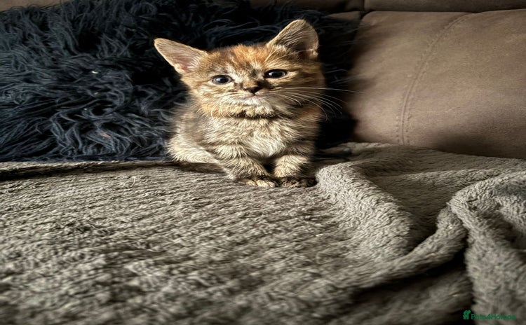 Domestic Shorthair cats - Advert 7