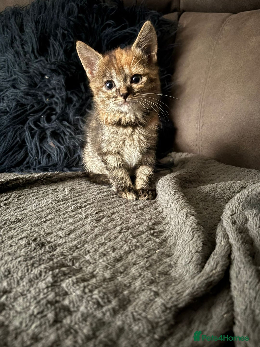 Domestic Shorthair cats for sale: Kittens for sale - Image 1