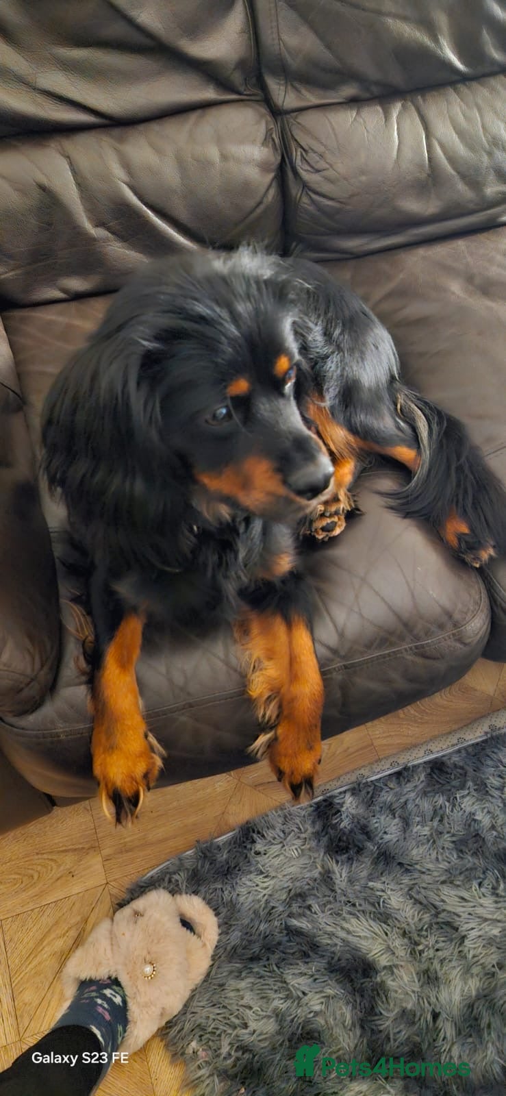 Mixed Breed dogs King Charles cockerpoo - Advert 1