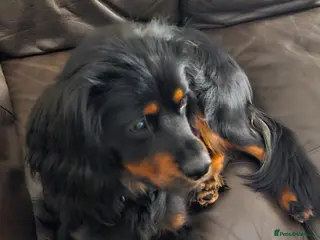 Mixed Breed dogs King Charles cockerpoo - Advert 1