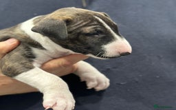 English Bull Terrier dogs for sale: Puppies Available  - Image 23