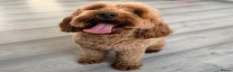 Cavapoo dogs for sale: Cavapoo One beautiful female puppy available  - Advert 2