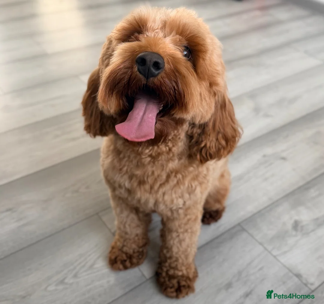 Cavapoo dogs for sale: Cavapoo One beautiful female puppy available  - Advert 2