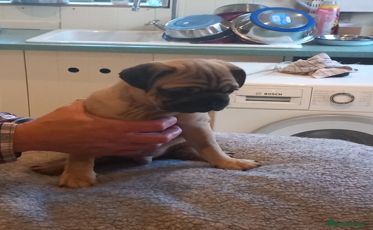 Pug dogs - Advert 11