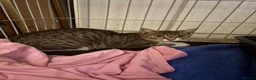 Mixed Breed cats for adoption: Mama Chloe looking for a home - Advert 1