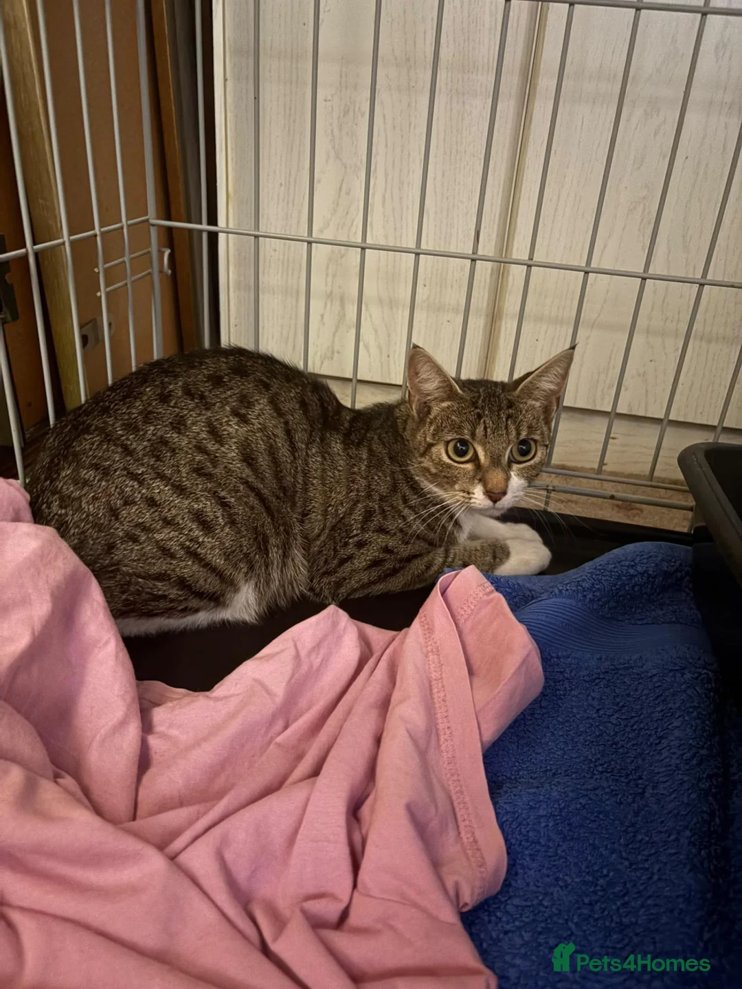 Mixed Breed cats for adoption: Mama Chloe looking for a home - Advert 1