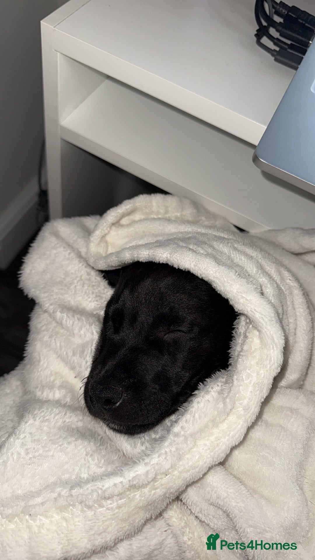 Patterdale Terrier dogs for sale: Hugo Patterdale Terrier Puppy - Advert 11