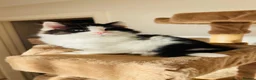 Mixed Breed cats for sale: Kittens for sale ,mixed breed, wonderful behaviour - Advert 27