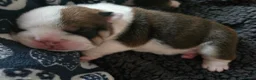 English Bulldog dogs for sale: 🐶 🔥KC registered English bulldog puppies✨️🔥 - Advert 26