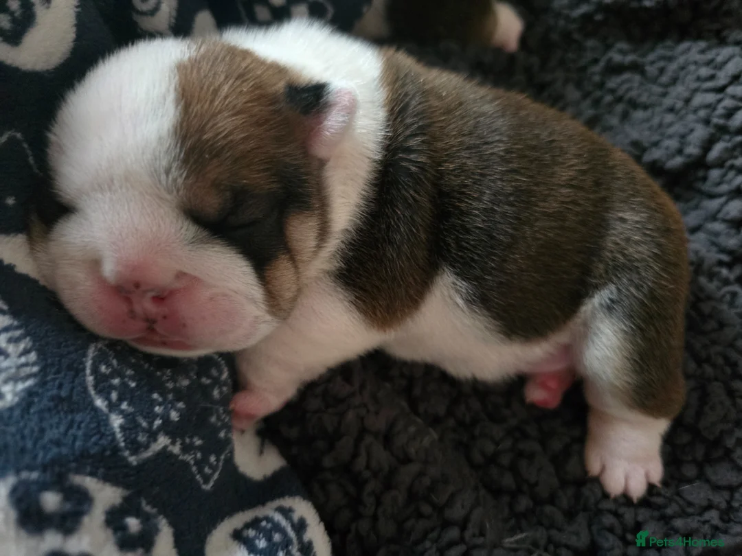 English Bulldog dogs for sale: 🐶 🔥KC registered English bulldog puppies✨️🔥 - Advert 26