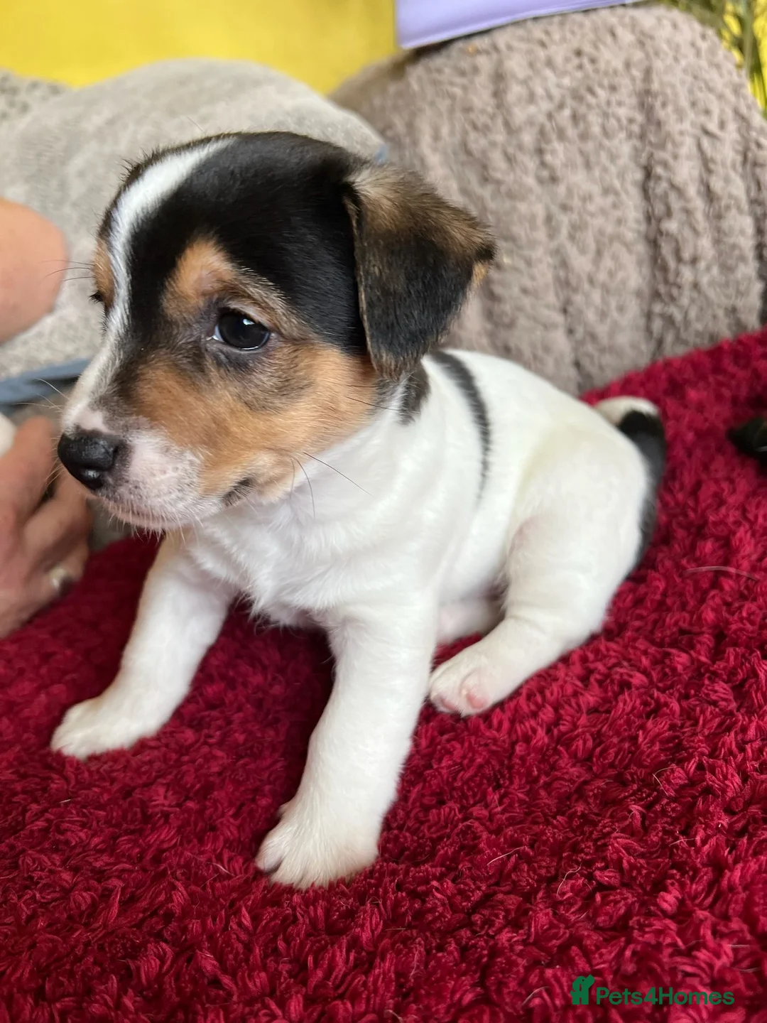Mixed Breed dogs for sale: Jack Chi puppies, 5 boys, ready end of Feb - Advert 14