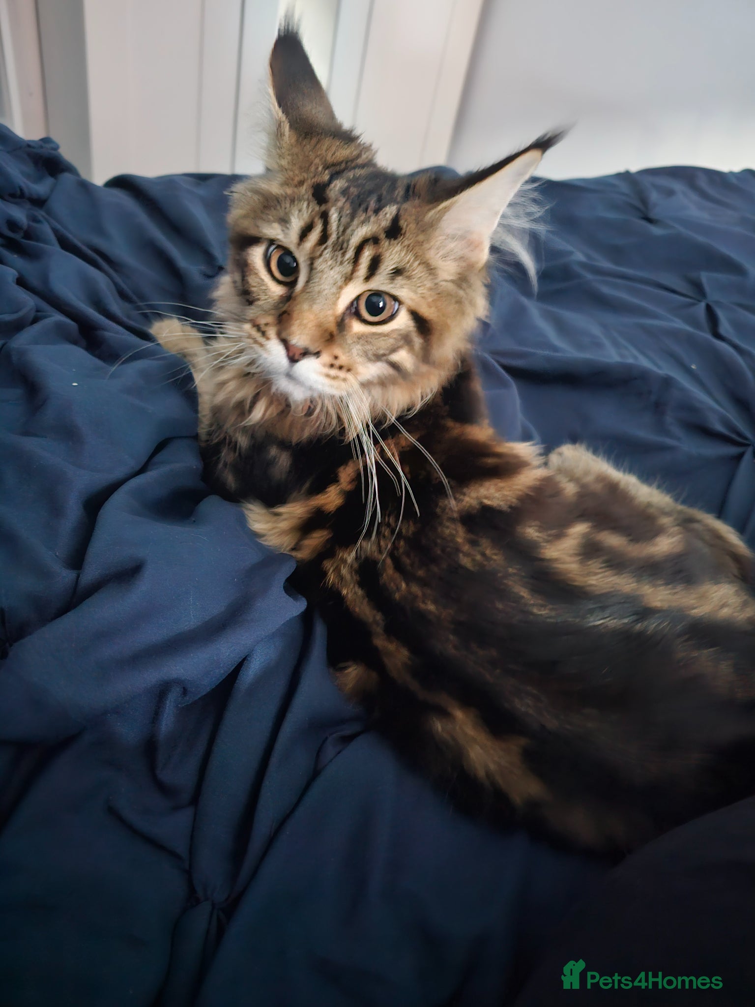 Maine Coon cats for sale: 6 MONTH MAINE COON TABBY BOY FOR SALE - Advert 4