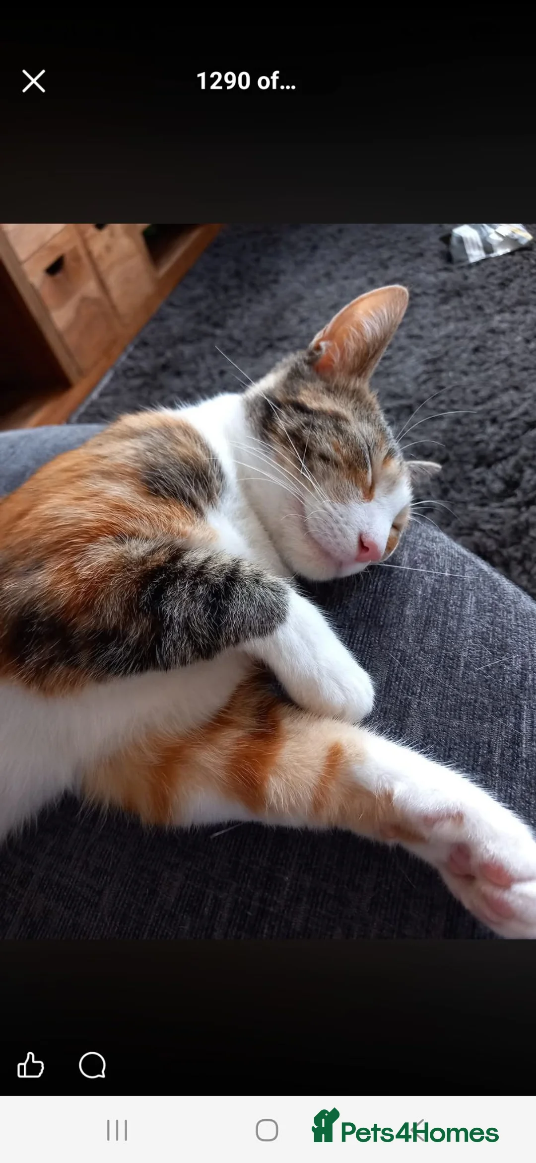Mixed Breed cats for sale: Calico coffee - Advert 3