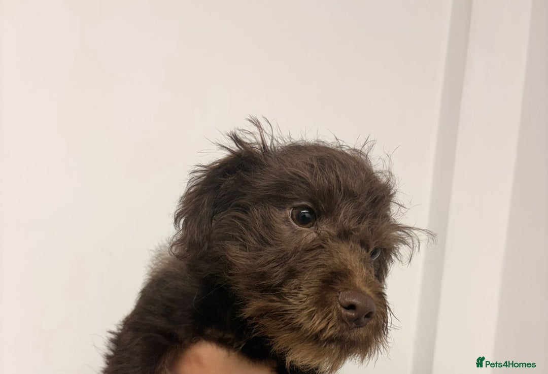 Mixed Breed dogs for sale: 16 week old patterdale terrier x cockapoo mix - Advert 3