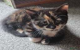 Mixed Breed cats for sale: Need a home - Image 9