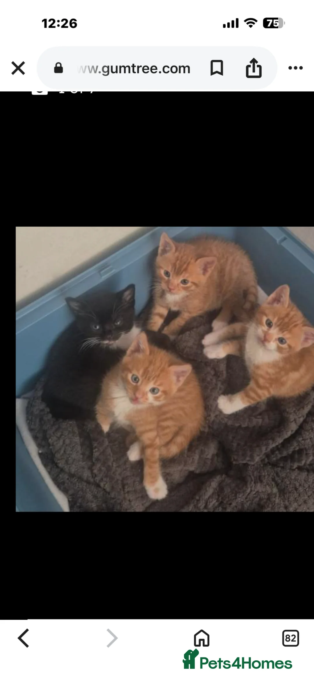 Mixed Breed cats for sale: STUNNING X BSH GINGER N WHITE BOYS ONLY  - Advert 1