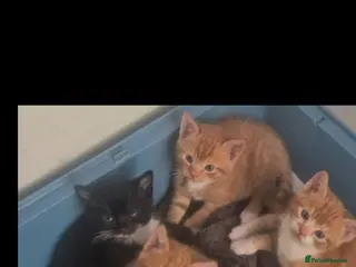 Mixed Breed cats STUNNING X BSH X GINGER N WHITE BOYS - Advert 2