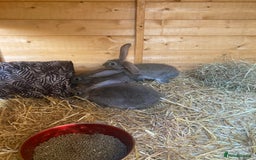 Continental Giant rabbits for sale: Continental Giants - Image 4
