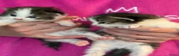 British Shorthair cats for sale: Beautiful Family Raised Kittens  - Advert 15