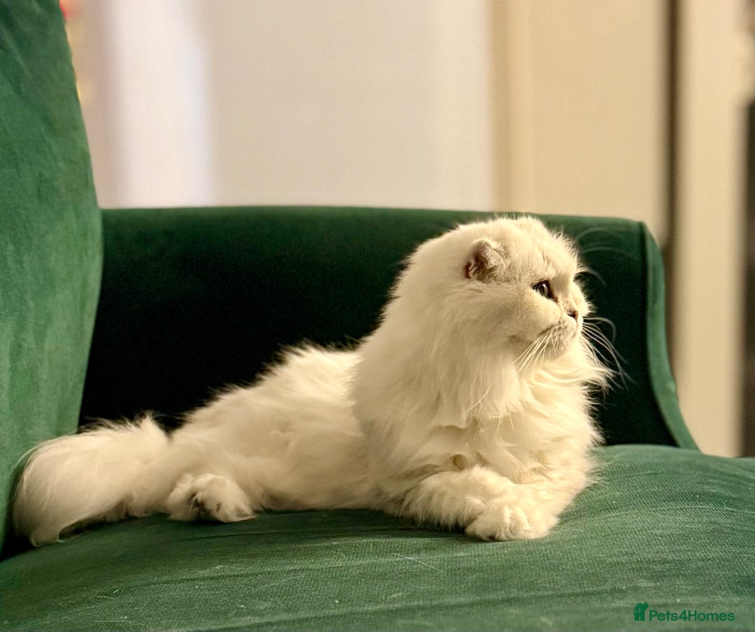 Scottish Fold cats for sale: Loyal girl  - Advert 7