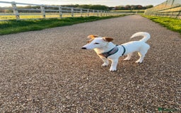 Jack Russell dogs for stud: Beautiful Jack Russell for Stud  - Image 24
