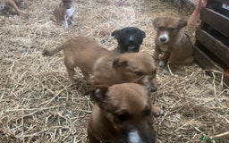 Border Collie dogs for sale: 5 border collie - Image 8