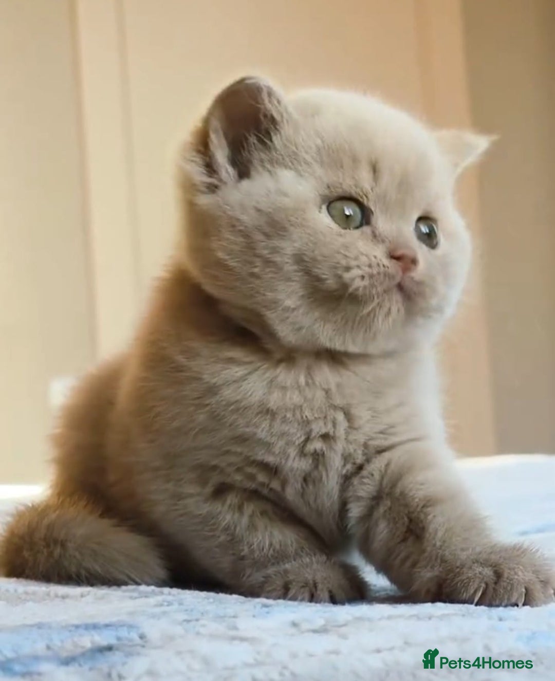 British Shorthair cats for sale: 🏆GCCF / TICA Active –🏅 PROVEN  - Advert 29