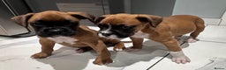 Boxer dogs for sale: Last female boxer looking for there new  home  - Advert 9