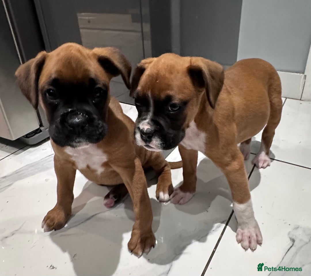 Boxer dogs for sale: Last female boxer looking for there new  home  - Advert 9