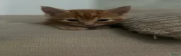 Maine Coon cats for sale: Mainecoon Kittens  - Advert 13