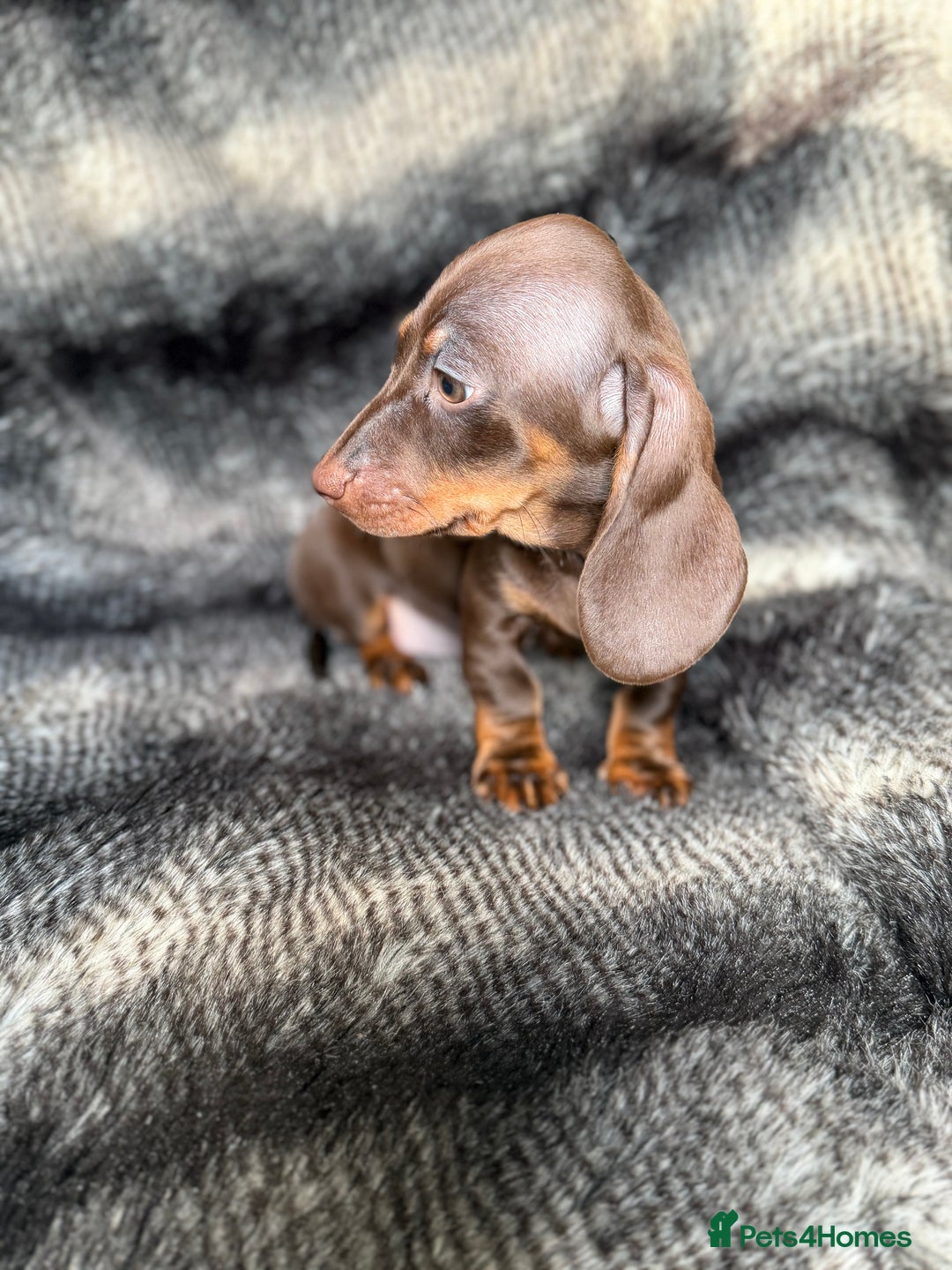 Miniature Dachshund dogs for sale: KC Registered Miniature Shorthaired Dachshund - Advert 15