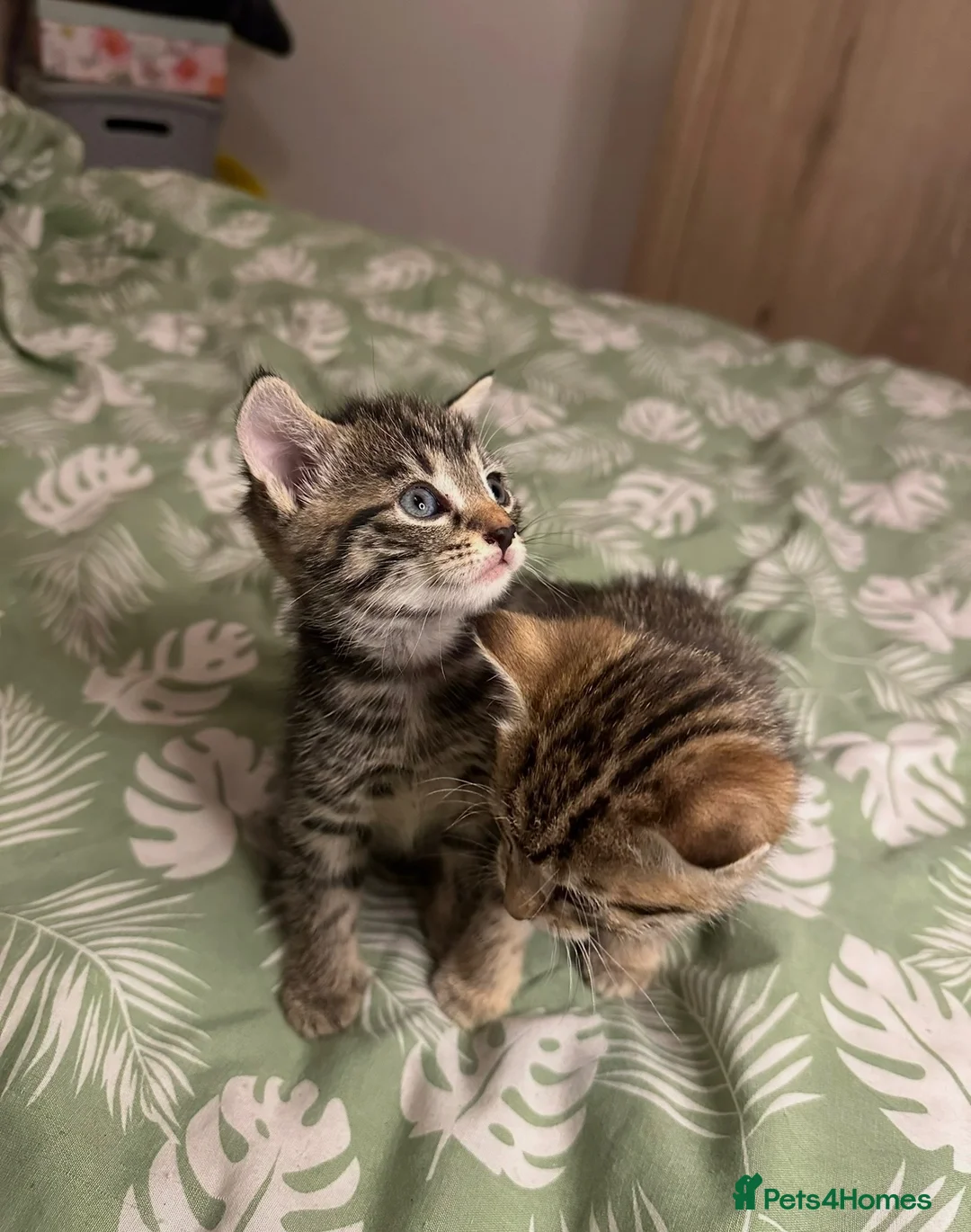 Mixed Breed cats for sale: British Blue Tabby X Domestic Short Hair Kittens in Luton - Advert 2
