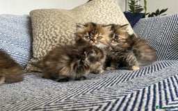 Persian cats for sale: Pure Persian kittens - Image 10