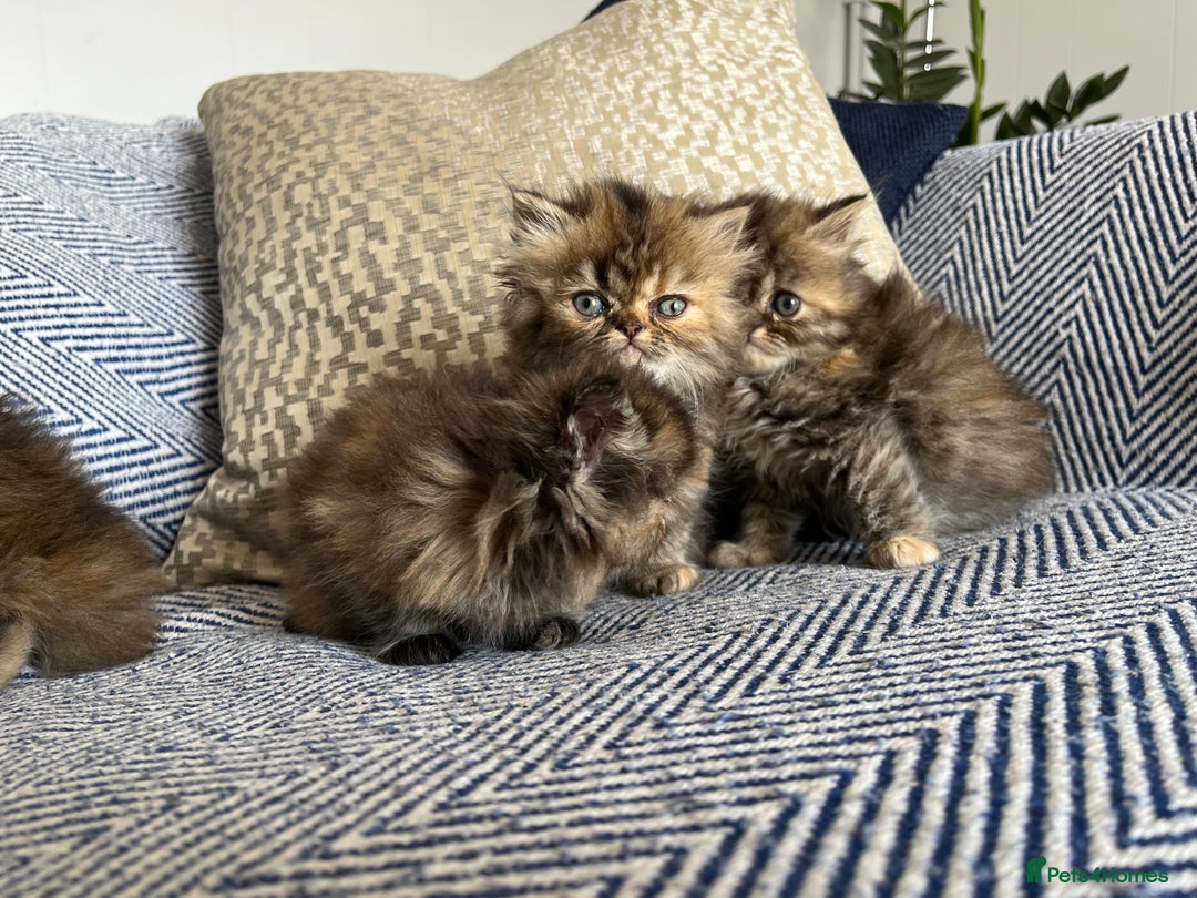 Persian cats for sale: Pure Persian kittens - Image 10
