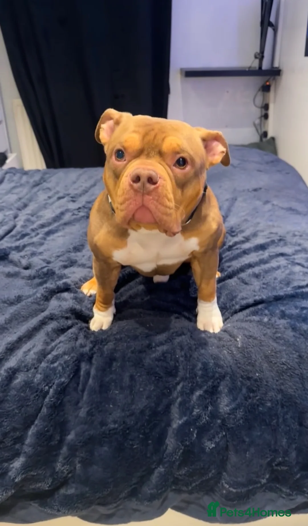American Bully dogs for sale: Beautiful Pocket bully for sale  in Bristol - Advert 3