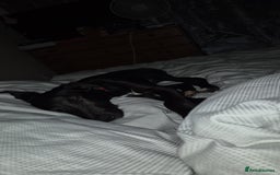 Mixed Breed dogs for sale: Lurcher cross  - Image 2
