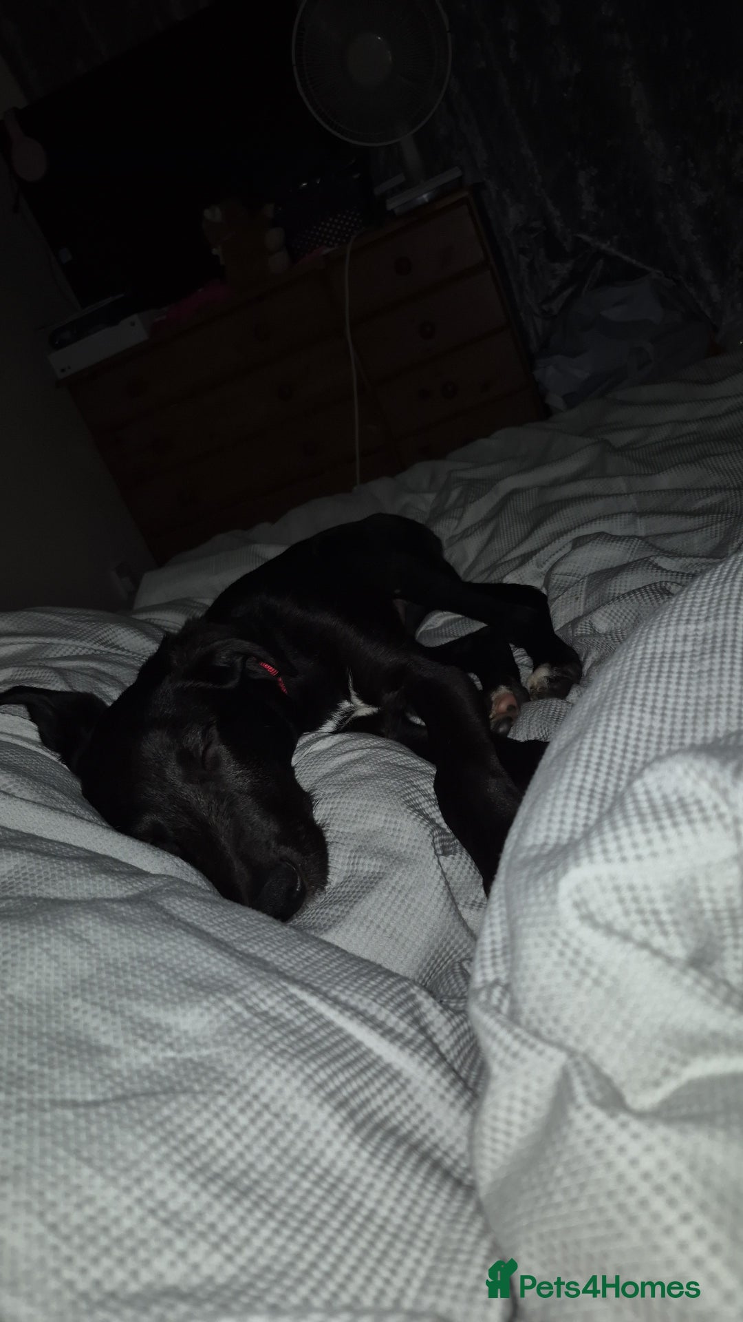 Mixed Breed dogs for sale: Lurcher cross  - Image 2
