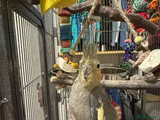 Cockatiels birds Beautiful 18 Month Old Cockatiel and Setup - Advert 2