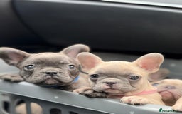 French Bulldog dogs for sale: Top quality french Buldog for sale  - Image 5