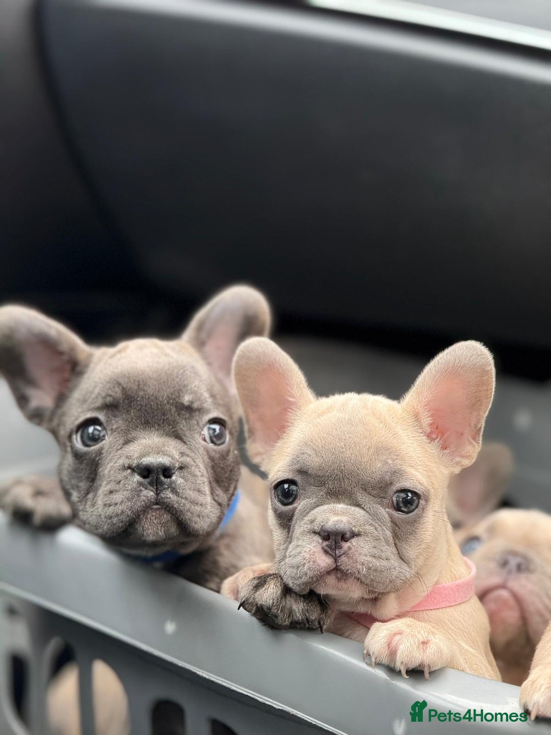 French Bulldog dogs for sale: Top quality french Buldog for sale  - Image 5