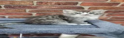 Maine Coon cats for sale: Full Pedigree mainecoon kittens  - Advert 3