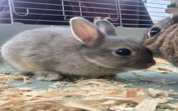 Netherland Dwarf rabbits for sale: Bunnies Netherland Dwarf Rabbits - Image 22