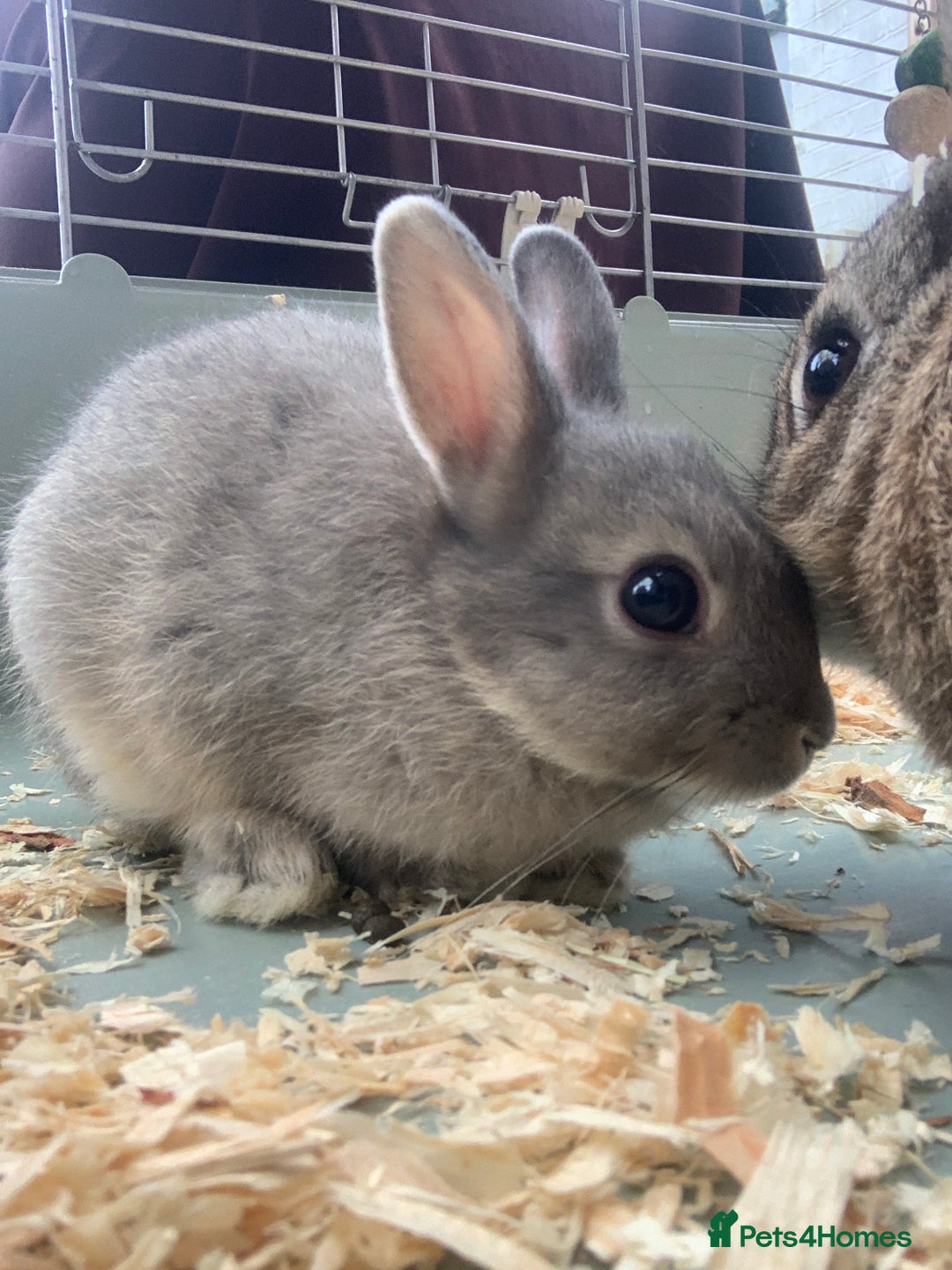 Netherland Dwarf rabbits for sale: Bunnies Netherland Dwarf Rabbits - Image 22