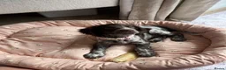 Sprocker dogs for sale: 4 month old sprocker - Advert 8