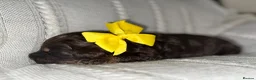 Cockapoo dogs for sale: Gorgeous F1 cockapoo puppies  - Advert 20